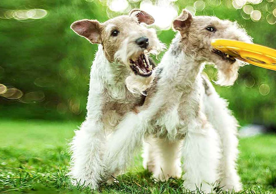 Fox terrier cu par sarmos